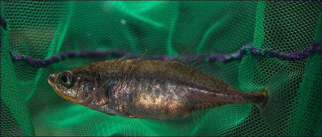 Research on the threespine stickleback, pictured below, focuses on the mechanisms that enable some females to display male-like traits.