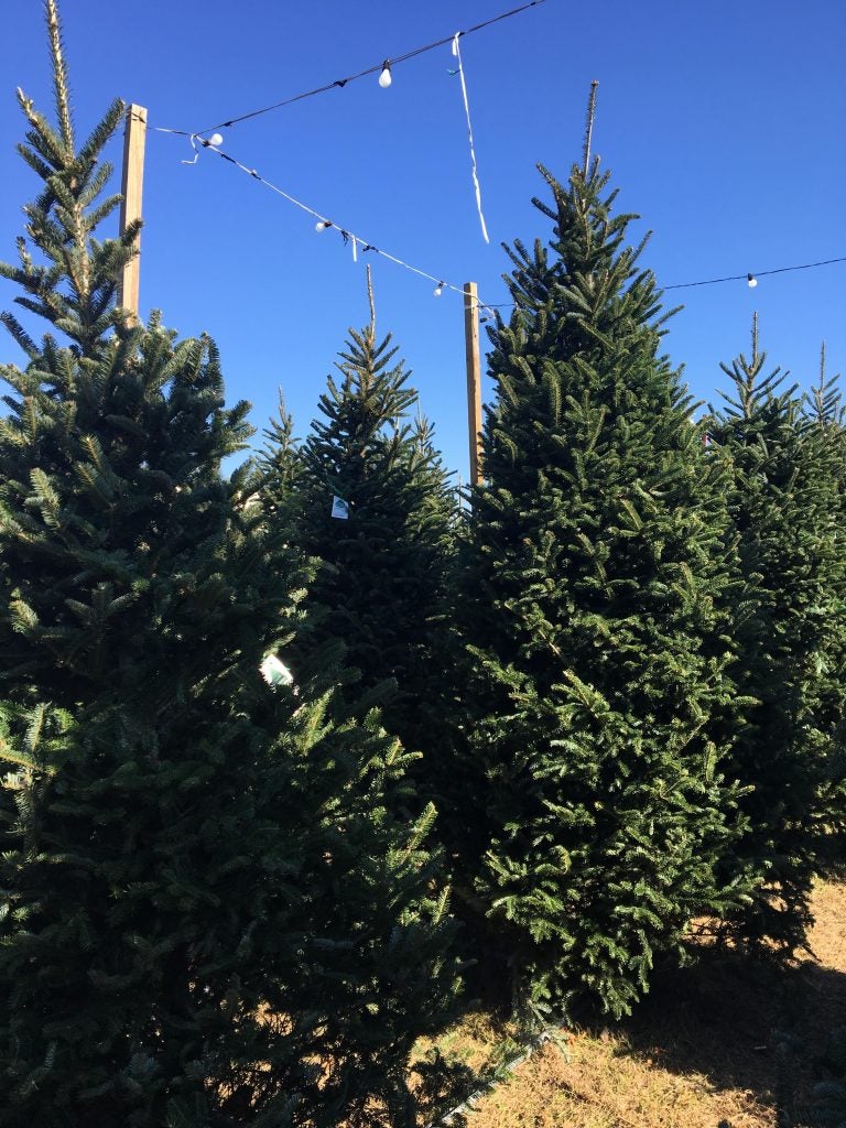 Farmed Christmas trees are grown specifically for the purpose of being used as a decoration and do far more to benefit you and the environment. (Photo by Angela Todd)