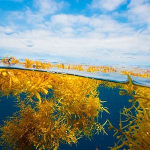 Sargassum, a brown seaweed found in the Gulf Stream, is being simulated in UNC CSI labs to ensure energy research is not affecting offshore ecosystems.