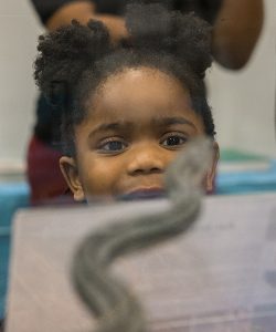 A visitor to the native snake display looks at a rat snake.