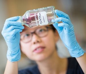 Elizabeth Asawacharoenkun examines a container of malathion, an insecticide.