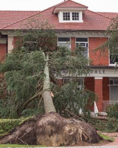 Trees and large limbs were down in several locations on campus.