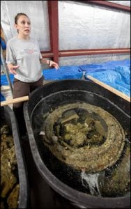 Shanna Daniel, Queen Anne’s Revenge Conservator, stands before one of approximately 30 holding tanks at the QAR Lab, housed on ECU’s campus. This tank holds barrel hoops and other metal-based artifacts.