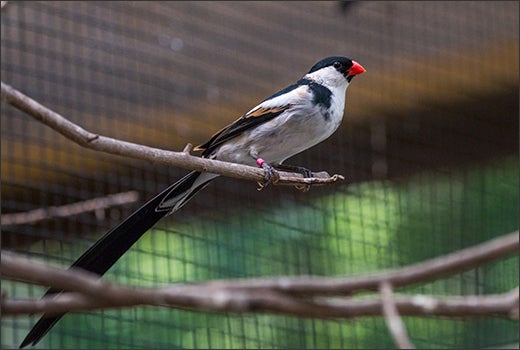 A whydah bird is shown at Sylvan Heights Bird Park. (Photo by Katie Gipple Lubbock)