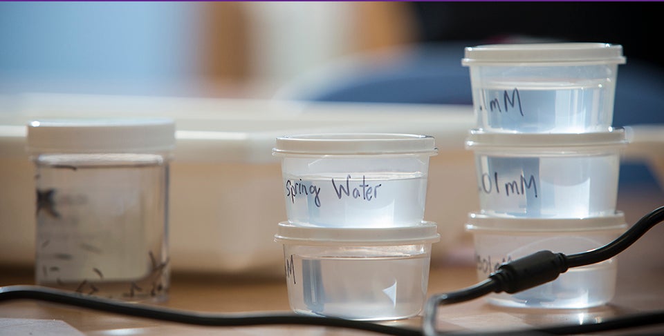 The flatworms used in the study are shown below at left, along with materials used to conduct the experiments.