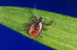 Ixodes scapularis, or deer tick. Actual size is 2-4 mm. Image from Centers for Disease Control and Prevention website