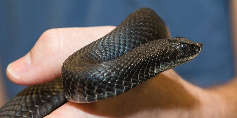 Symposium attendees and visitors had an opportunity to handle non-venomous snakes like this black hognose snake, but not the rattlesnakes, copperheads and water moccasins. (Photos by Cliff Hollis)