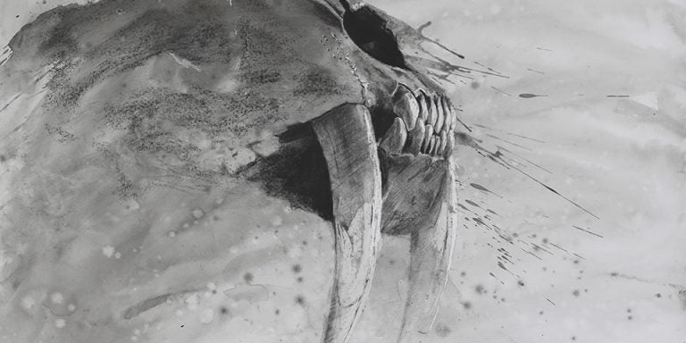 A sabretooth cat skull is one of the drawings by ECU School of Art and Design alumnus David Dodge Lewis to be displayed in a new exhibit opening Jan. 21 in ECU’s Wellington B. Gray Art Gallery. Lewis began using wax in large-scale works in the mid-1980s after adapting the techniques of 20th century English sculptor Henry Moore who used wax as a resist for ink washes on a small scale.