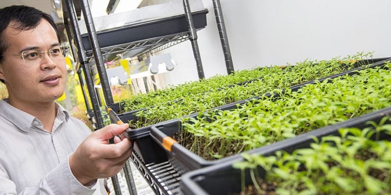 Dr. Yiping Qi, ECU assistant professor of biology, is conducting plant translational research. (Photos by Cliff Hollis)