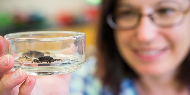 Dr. April Blakeslee is researching a parasite that affects the reproductive cycle of mud crabs. (Photos by Cliff Hollis)