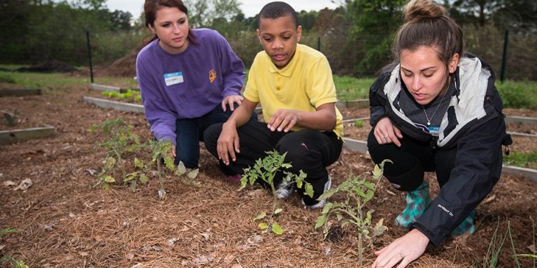 Left to right, Seeds to Snacks ECU student intern Morgan Kunsman, sixth-grader Jordan McKenzie and ECU student leader Jordan Hostetler check the soil and mulch around some tomato plants in the garden at the Boys & Girls Club in Winterville. (Photos by Cliff Hollis)