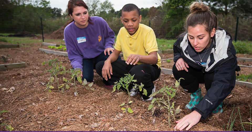 Left to right, Seeds to Snacks ECU student intern Morgan Kunsman, sixth-grader Jordan McKenzie and ECU student leader Jordan Hostetler check the soil and mulch around some tomato plants in the garden at the Boys & Girls Club in Winterville. (Photos by Cliff Hollis)