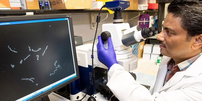 Dr. Motaleb views the bacteria that cause Lyme disease through a microscope