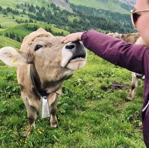 Cunningham makes friends with a Swiss cow.