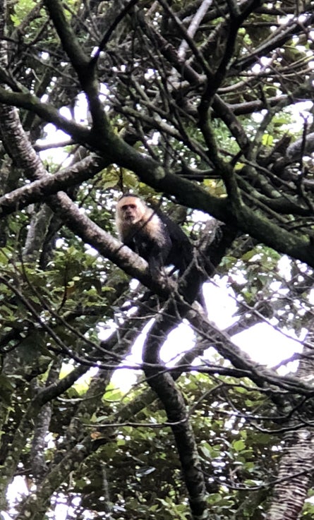 The group spotted capuchin monkeys in the rainforest. 