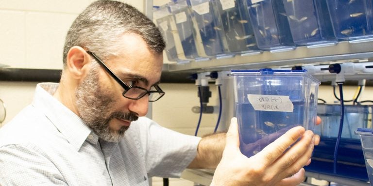Fadi Issa, assistant professor of neurobiology, examines a group of zebrafish in his lab.