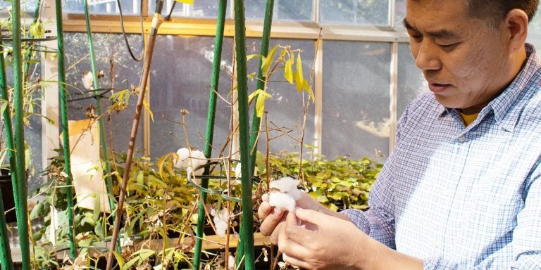 East Carolina University professor Baohong Zhang examines cotton fibers grown in his lab that were modified using gene-editing tools. Zhang’s research into cotton growth and development was recognized this week after he was named a fellow to the American Association for the Advancement of Science.