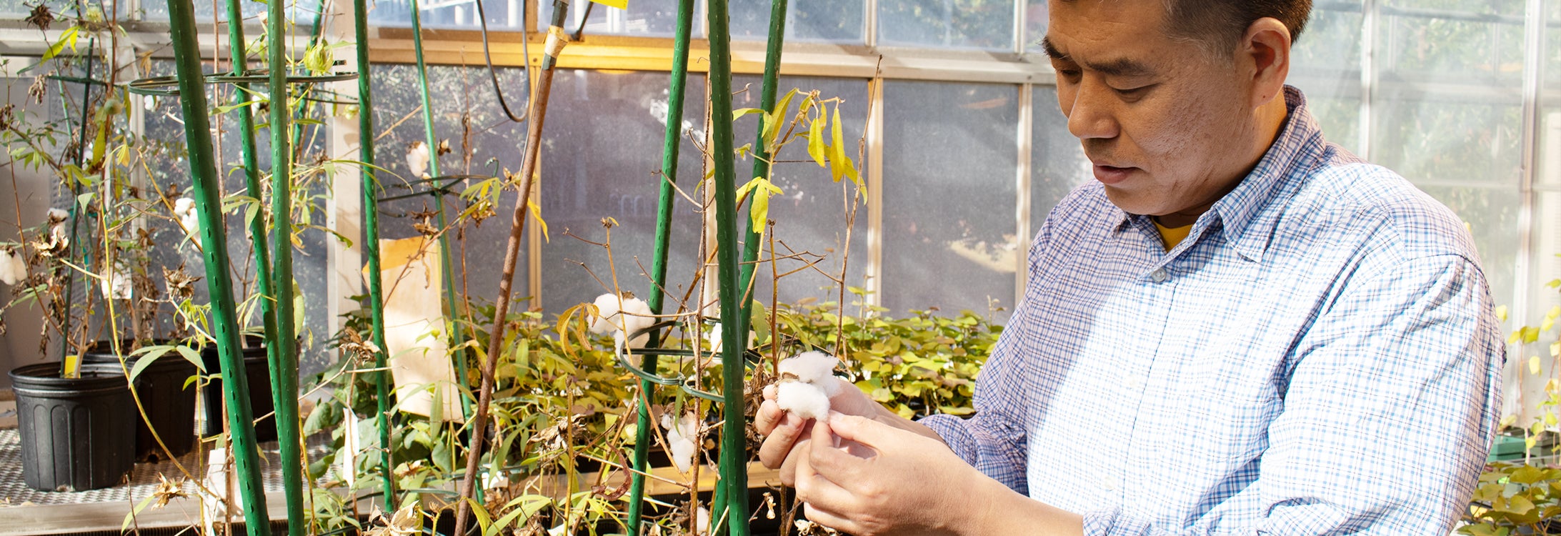 East Carolina University professor Baohong Zhang examines cotton fibers grown in his lab that were modified using gene-editing tools. Zhang’s research into cotton growth and development was recognized this week after he was named a fellow to the American Association for the Advancement of Science.