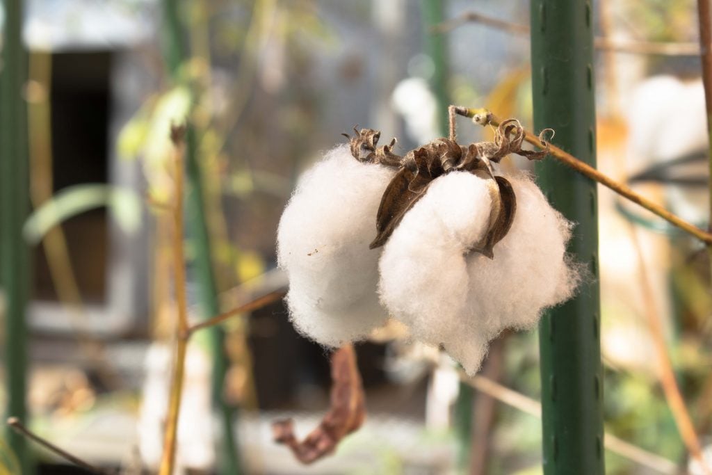 Baohong Zhang’s lab manipulates certain genes in cotton plants, shaping how it produces fibers used in clothing and other materials.