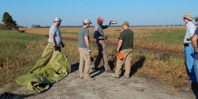 Dr. Alex K. Manda directs a research group at a Hyde County field site for his RAPID grant. Manda’s team is researching how Hurricane Florence and previous storms may be impacting eastern North Carolina farmers and their crops.