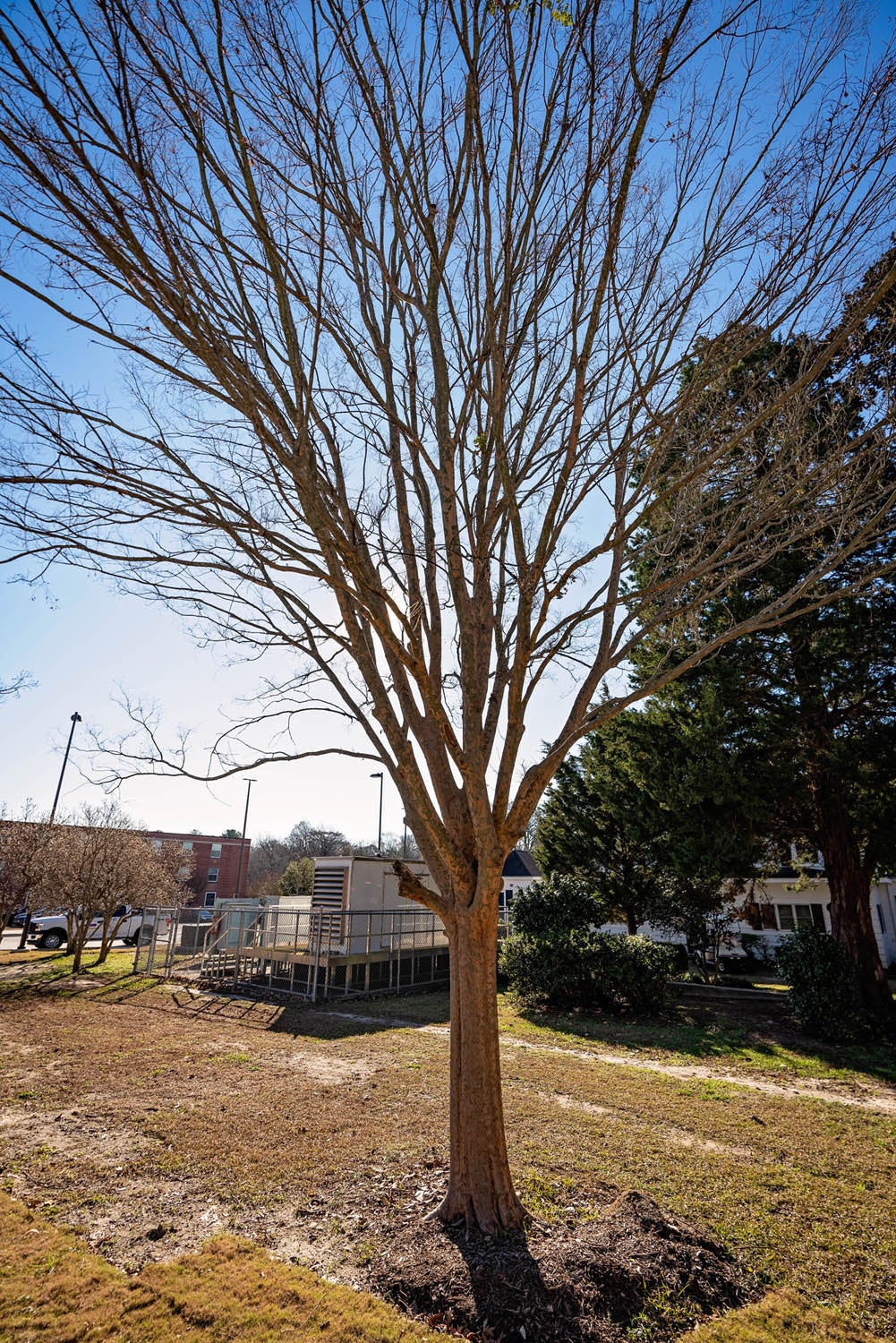 •This zelkova is one of 25 trees that were relocated rather than cut down during the construction of the new student center. 