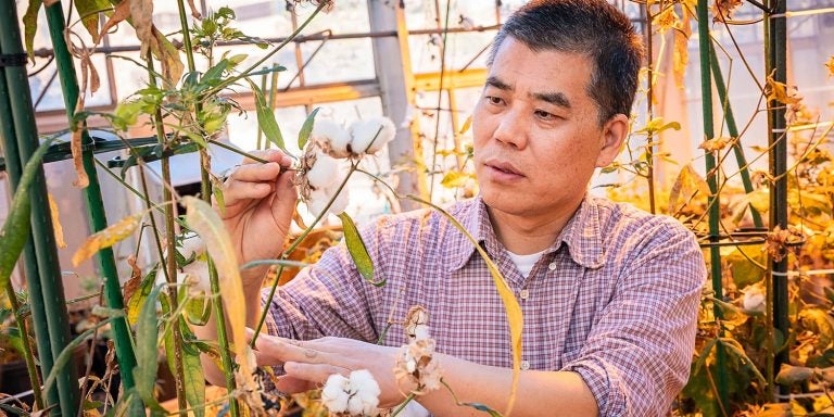 Dr. Baohong Zhang, whose research focuses on microRNAs and cotton biology, said if he can pinpoint which microRNAs and genes affect fiber growth, that knowledge can be used to produce higher crop yields.