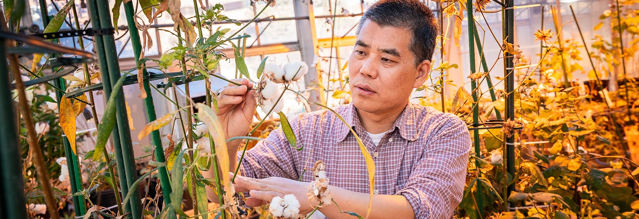 Dr. Baohong Zhang, whose research focuses on microRNAs and cotton biology, said if he can pinpoint which microRNAs and genes affect fiber growth, that knowledge can be used to produce higher crop yields.