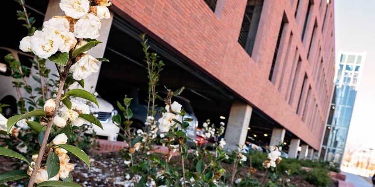 Camellias bloom outside the new ECU student center and parking deck. They’re part of the year-round landscape design at the new facilities.