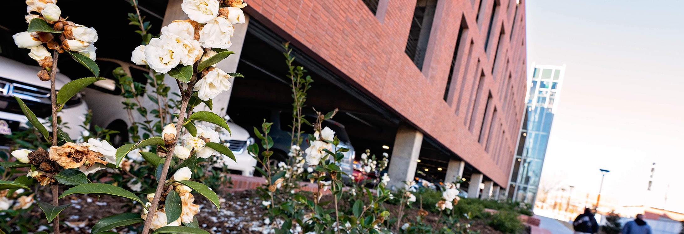 Camellias bloom outside the new ECU student center and parking deck. They’re part of the year-round landscape design at the new facilities.