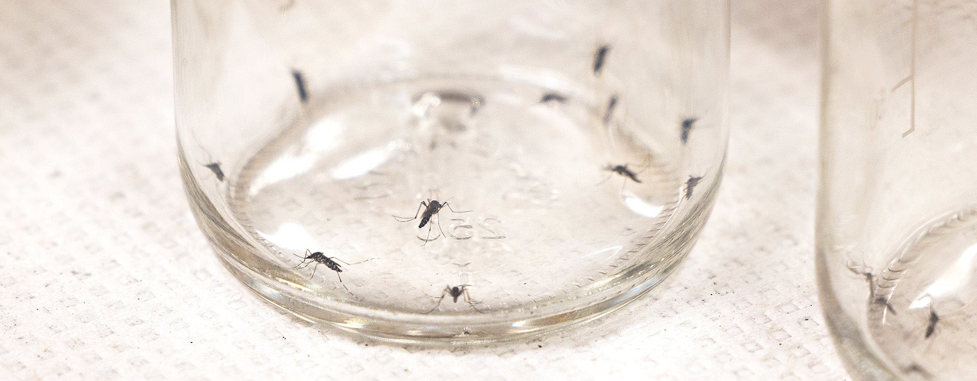 The biotechnology center has also funded research into a potential nanopesticide for mosquitoes. Photo by Rhett Butler