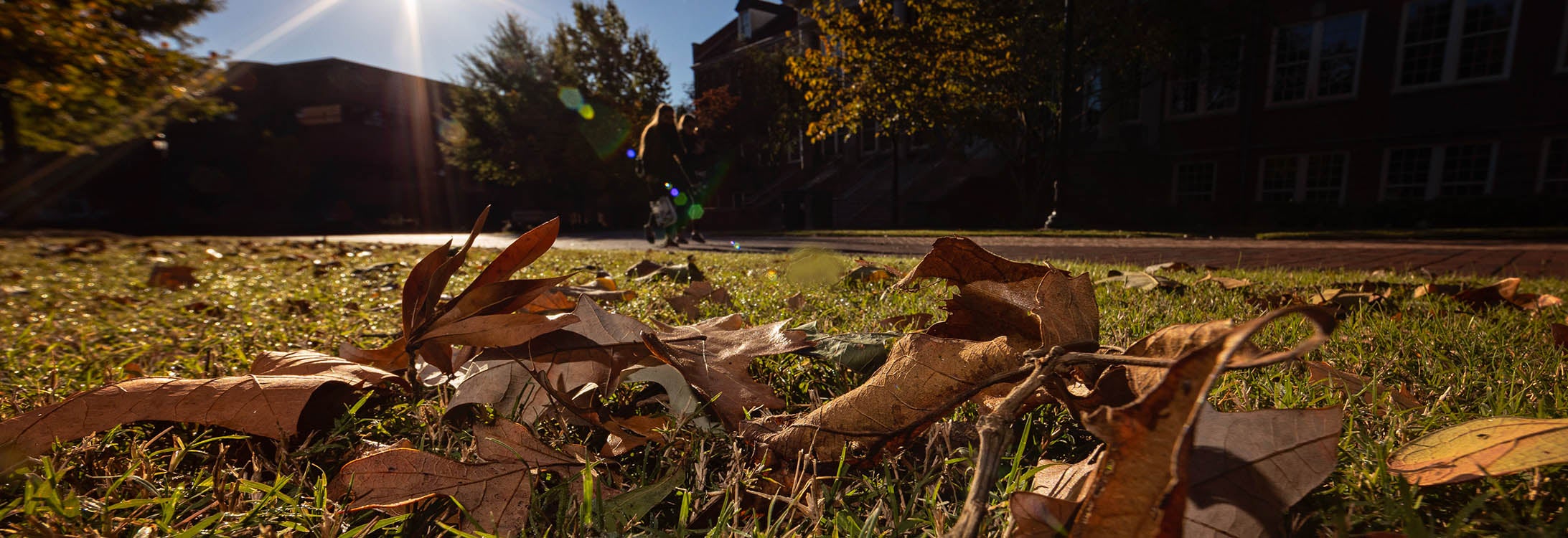 Fallen leaves on ECU's campus