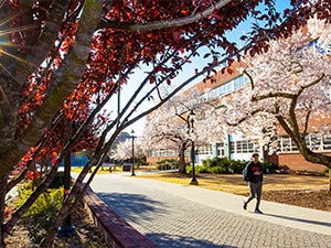 Link to campus photo of ECU campus mall with cherry blossoms blooming