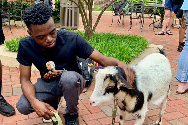 Goats from The Painted Farmer visited campus to provide pet therapy for ECU students