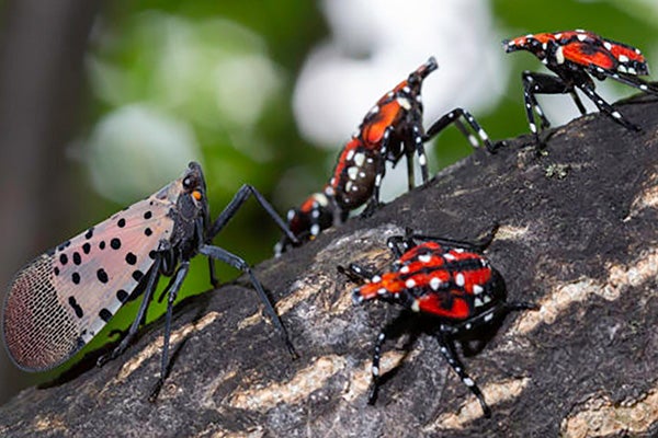The invasive spotted lanternfly poses a danger to N.C. trees, grapevines and other plants.