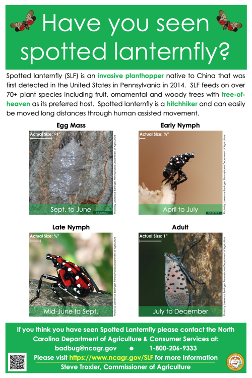 Flyer from the North Carolina Department of Agriculture depicting spotted lanternfly: 