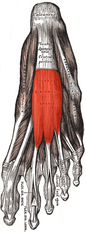 The red highlighted section of the foot represents the location of the flexor digitorum brevis muscle in the human foot.