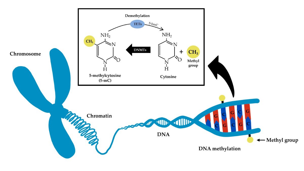 A scientific graphic shows how small chemical tags can be added or removed from DNA chromosome strands in a process called DNA methylation.