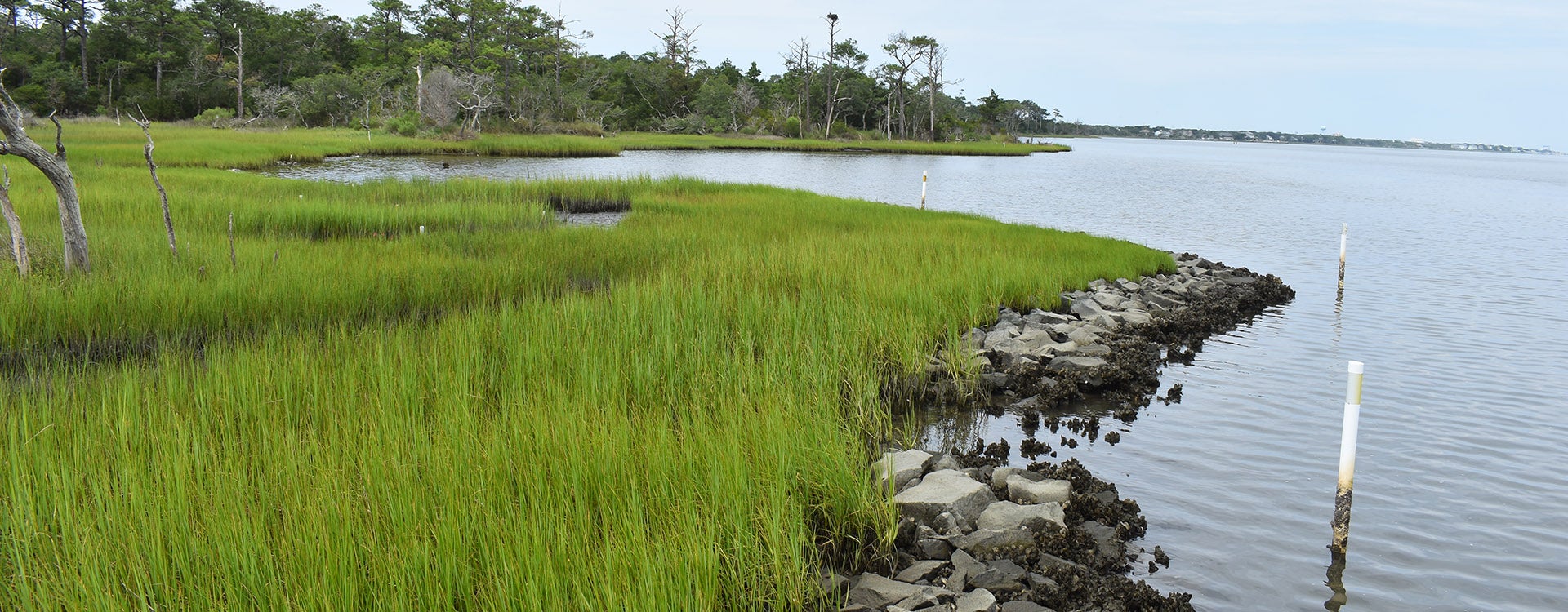 Downing spent the summer planting native marsh grasses, participating in educational outreach events, conducting cleanups of local waterways and building living shorelines to help reduce erosion.