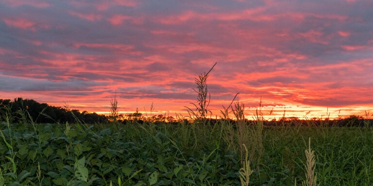 A farm field is pictured in Edgecombe County, a neighboring county of Pitt County. (ECU photo by Cliff Hollis)